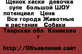 Щенок хаски, девочка супе, большой ШОУ потенциал › Цена ­ 50 000 - Все города Животные и растения » Собаки   . Тверская обл.,Конаково г.